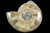 Polished Ammonite (Cleoniceras) - Madagascar #108242-2